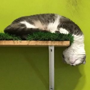 Meet your Posher, Amy